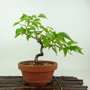 盆栽 梅 野梅 樹高 約22cm うめ Prunus mume ウメ 花梅 ヤバイ ノウメ バラ科 落葉樹 観賞用 現品 送料無料