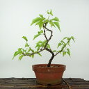 盆栽 梅 野梅 樹高 約21cm うめ Prunus mume ウメ 花梅 ヤバイ ノウメ のうめ バラ科 落葉樹 観賞用 現品 送料無料