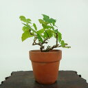 盆栽 桑 樹高 約7cm くわ Morus australis クワ クワ科 落葉樹 観賞用 小品 現品