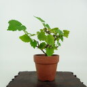 盆栽 桑 樹高 約9cm くわ Morus australis クワ クワ科 落葉樹 観賞用 小品 現品