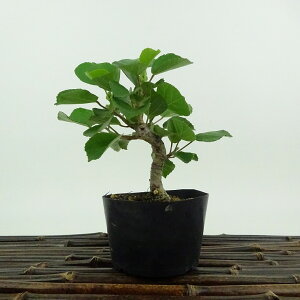 盆栽 浜朴 黄槿 樹高 約13cm はまぼう Hibiscus hamabo ハマボウ 紅葉 アオイ科 落葉樹 観賞用 小品 現品 送料無料