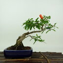 盆栽 石榴 樹高 約16cm ざくろ Punica granatum ザクロ ミソハギ科 ザクロ属 落葉樹 観賞用 小品 現品 送料無料