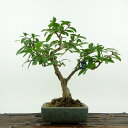 盆栽 石榴 樹高 約22cm ざくろ Punica granatum ザクロ ミソハギ科 ザクロ属 落葉樹 観賞用 現品 送料無料