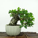 盆栽 針蔓柾 樹高 約12cm はりつるまさき Maytenus diversifolia ハリツルマサキ 半つる性 ニシキギ科 ハリツルマサキ属 常緑樹 観賞用 小品 現品