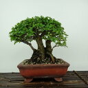 盆栽 楡欅 樹高 約17cm にれけやき Ulmus parvifolia ニレケヤキ 紅葉 ニレ科 落葉樹 観賞用 小品 現品