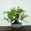 盆栽 夏櫨 樹高 約14cm なつはぜ Vaccinium oldhamii ナツハゼ ツツジ科 スノキ属 落葉樹 観賞用 小品 現品
