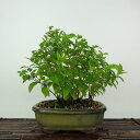 盆栽 紫式部 樹高 約19cm むらさきしきぶ Callicarpa japonica ムラサキシキブ クマツヅラ科 ムラサキシキブ属 落葉樹 観賞用 小品 現品