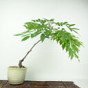 盆栽 藤 樹高 約30cm ふじ Wisteria floribunda フジ つる性 マメ科 フジ属 落葉樹 観賞用 現品