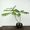 盆栽 七竈 樹高 約30cm ななかまど Sorbus commixta ナナカマド バラ科 落葉樹 観賞用 現品