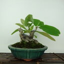 盆栽 朴の木 樹高 約21cm ほおのき Magnolia obovata ホオノキ モクレン科 落葉樹 観賞用 現品
