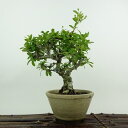 盆栽 ピラカンサ 樹高 約20cm Pyracantha バラ科 常緑樹 鑑賞用 観賞用 小品 現品