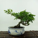 盆栽 ピラカンサ 樹高 約14cm Pyracantha バラ科 常緑樹 鑑賞用 観賞用 小品 現品
