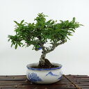 盆栽 ピラカンサ 樹高 約18cm Pyracantha バラ科 常緑樹 鑑賞用 観賞用 小品 現品