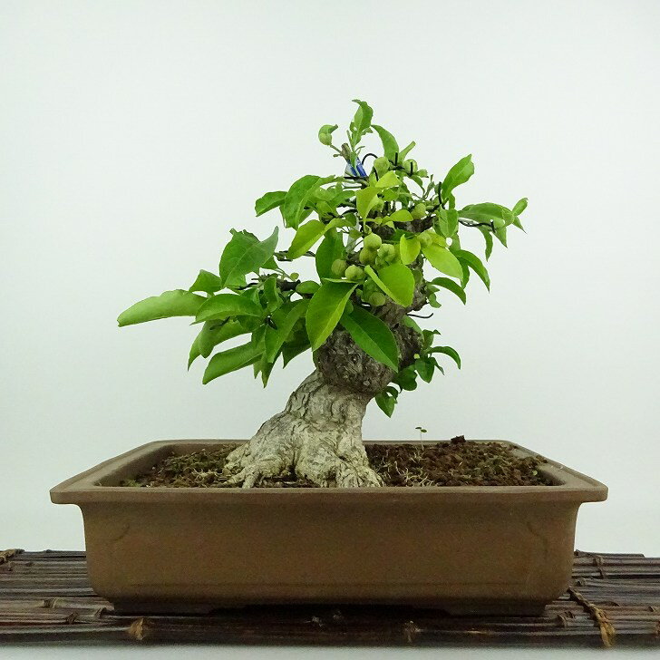 盆栽 真弓 樹高 約26cm まゆみ マユミ 白 ニシキギ科 落葉広葉樹 鑑賞用 観賞用 現品 送料無料