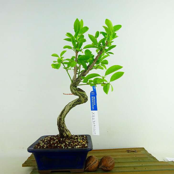 盆栽 真弓 樹高 約26cm まゆみ Euonymus sieboldianus マユミ 実物 ニシキギ科 落葉広葉樹 観賞用 現品