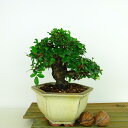 盆栽 楡欅 樹高 約13cm にれけやき Ulmus parvifolia ニレケヤキ 紅葉 ニレ科 落葉樹 観賞用 小品 現品 送料無料