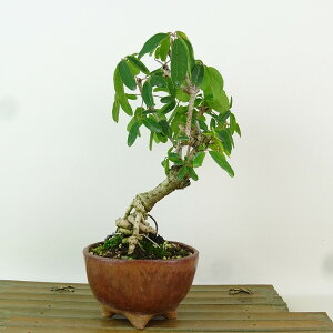 盆栽 木通 樹高 約19cm あけび Akebia quinata アケビ つる性 アケビ科 落葉樹 観賞用 小品 現品 送料無料