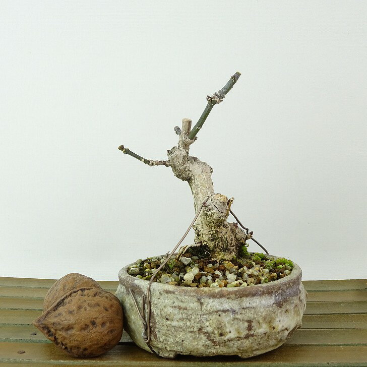 盆栽 真弓 樹高 約10cm まゆみ Euonymus sieboldianus マユミ ニシキギ科 落葉広葉樹 観賞用 小品 現品