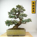 盆栽 ピラカンサ 樹高 約35cm 高級盆栽 Pyracantha バラ科 常緑樹 観賞用 現品