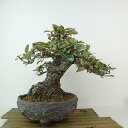 盆栽 寒茱萸 樹高 約19cm かんぐみ Elaeagnus カングミ ミ科 常緑樹 観賞用 小品 現品