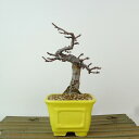 盆栽 花梨 樹高 約13cm かりん Pseudocydonia sinensis カリン バラ科 落葉樹 観賞用 小品 現品 送料無料
