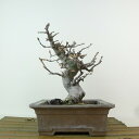 盆栽 花梨 樹高 約16cm かりん Pseudocydonia sinensis カリン バラ科 落葉樹 観賞用 小品 現品