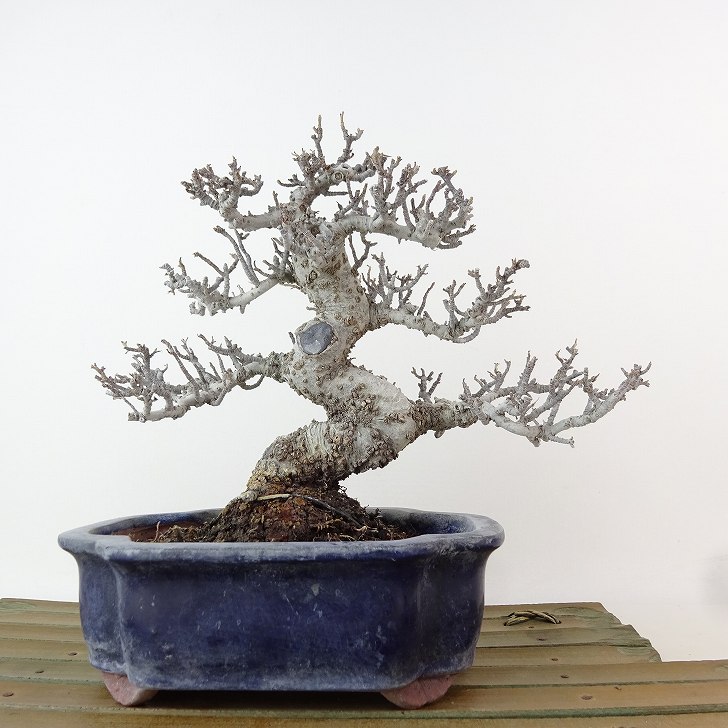 楽天市場】ピラカンサ(盆栽|花・観葉植物):花・ガーデン 楽天市場】ピラカンサ(盆栽|花・観葉植物):花・ガーデン