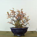 盆栽 ピラカンサ 樹高 約12cm Pyracantha バラ科 常緑樹 観賞用 小品 現品