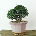 盆栽 黄楊 樹高 約11cm つげ Buxus microphylla var. japonica ツゲ 柘植 ツゲ科 常緑樹 観賞用 小品 現品