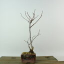 盆栽 猫柳 樹高 約20cm ねこやなぎ Salix gracilistyla ネコヤナギ ヤナギ科 ヤナギ属 落葉樹 観賞用 小品 現品