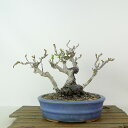 盆栽 木瓜 白 樹高 約16cm ぼけ Chaenomeles speciosa ボケ 白花 バラ科 ボケ属 落葉樹 観賞用 小品 現品 送料無料