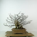 盆栽 梅 長寿梅 樹高 約20cm ちょうじゅばい Chaenomeles japonica 'Chojubai' チョウジュバイ バラ科 ボケ属 落葉樹 観賞...