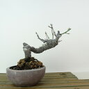 盆栽 梅 甲州野梅 樹高 約13cm うめ Prunus mume ウメ 花梅 野梅 ヤバイ バラ科 落葉樹 観賞用 小品 現品 送料無料