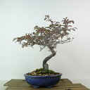 盆栽 コトネアスター 樹高 約20cm Cotoneaster バラ科 コトネアスター属 常緑〜半常緑 観賞用 小品 現品 送料無料