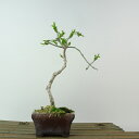 盆栽 真弓 樹高 約17cm まゆみ Euonymus sieboldianus マユミ ニシキギ科 落葉広葉樹 観賞用 小品 現品