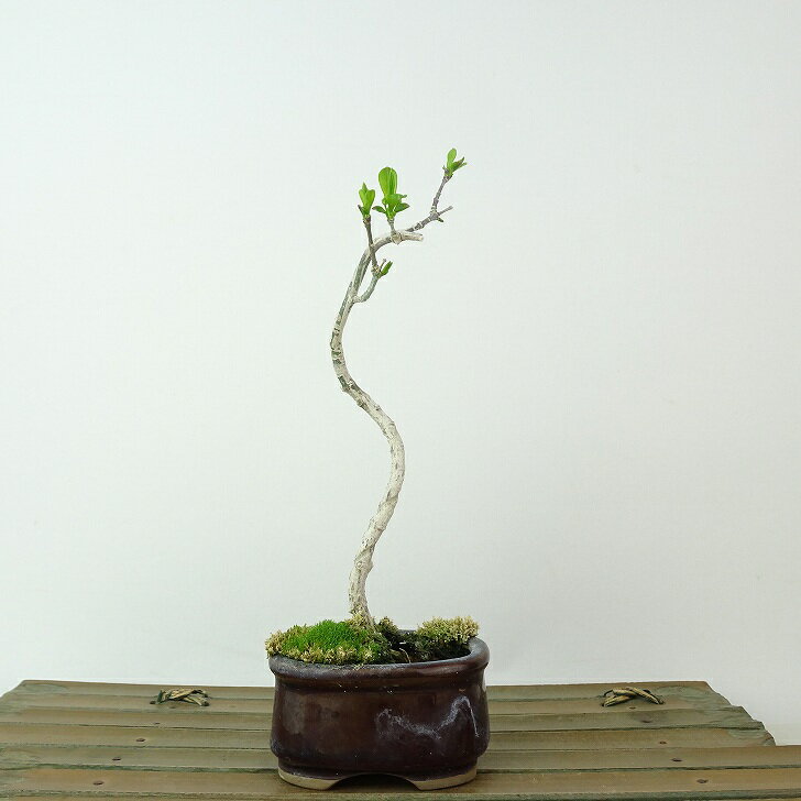 盆栽 真弓 樹高 約16cm まゆみ Euonymus sieboldianus マユミ ニシキギ科 落葉広葉樹 観賞用 小品 現品
