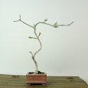 盆栽 真弓 樹高 約14cm まゆみ Euonymus sieboldianus マユミ ニシキギ科 落葉広葉樹 観賞用 小品 現品
