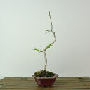 盆栽 真弓 樹高 約17cm まゆみ Euonymus sieboldianus マユミ ニシキギ科 落葉広葉樹 観賞用 小品 現品