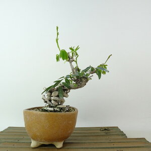 盆栽 木通 樹高 約14cm あけび Akebia quinata アケビ つる性 アケビ科 落葉樹 観賞用 小品 現品 送料無料