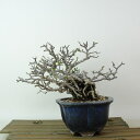 盆栽 梅 長寿梅 樹高 約12cm ちょうじゅばい Chaenomeles japonica 'Chojubai' チョウジュバイ バラ科 ボケ属 落葉樹 観賞...