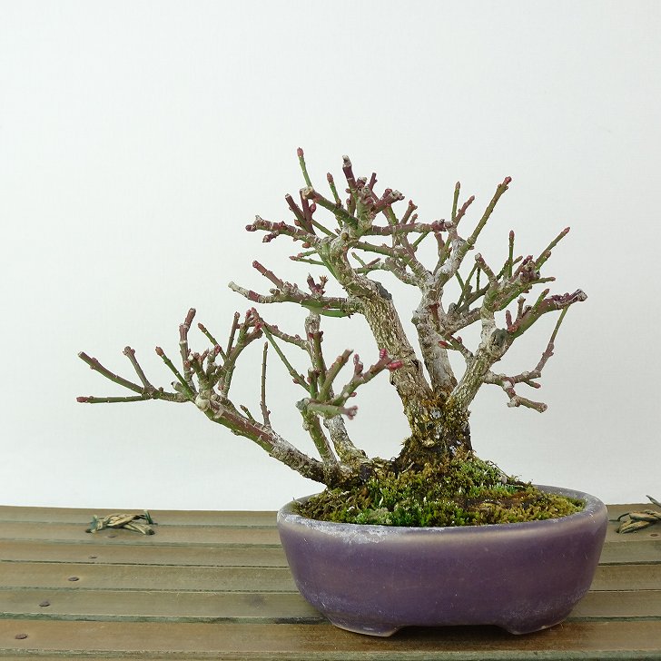 盆栽 こまゆみ 樹高 約9cm Euonymus alatus form ciliatodentatus コマユミ ニシキギ科 落葉広葉樹 観賞用 小品 現品