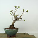 盆栽 桜 南殿桜 樹高 約19cm さくら サクラ バラ科 落葉樹 観賞用 小品 現品 送料無料