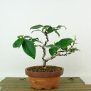 盆栽 椿 侘助 樹高 約14cm つばき Camellia japonica ツバキ ツバキ科 常緑樹 観賞用 小品 現品 送料無料