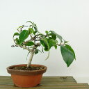 盆栽 椿 侘助 樹高 約14cm つばき Camellia japonica ツバキ ツバキ科 常緑樹 観賞用 小品 現品 送料無料