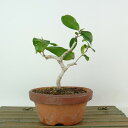 盆栽 椿 侘助 樹高 約15cm つばき Camellia japonica ツバキ ツバキ科 常緑樹 観賞用 小品 現品 送料無料