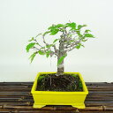 盆栽 欅 樹高 約16cm けやき Zelkova serrata ケヤキ 紅葉 ニレ科 ケヤキ属 落葉樹 観賞用 小品 現品 送料無料