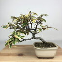 盆栽 寒茱萸 樹高 約17cm かんぐみ Elaeagnus カングミ 斑入り グミ科 常緑樹 観賞用 小品 現品