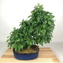 盆栽 目木 樹高 約30cm めぎ Berberis thunbergii メギ メギ科 落葉樹 観賞用 現品
