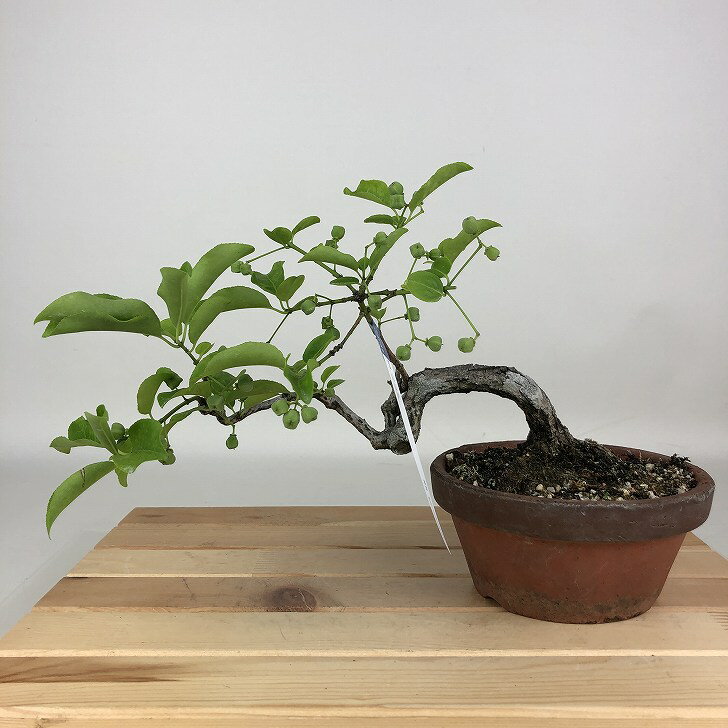 盆栽 真弓 樹高 約14cm まゆみ Euonymus sieboldianus マユミ 実 ニシキギ科 落葉広葉樹 観賞用 小品 現品 送料無料