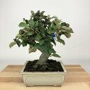 盆栽 夏茱萸 樹高 約19cm なつぐみ Elaeagnus multiflora ナツグミ グミ科 半落葉 落葉樹 観賞用 小品 現品 送料無料